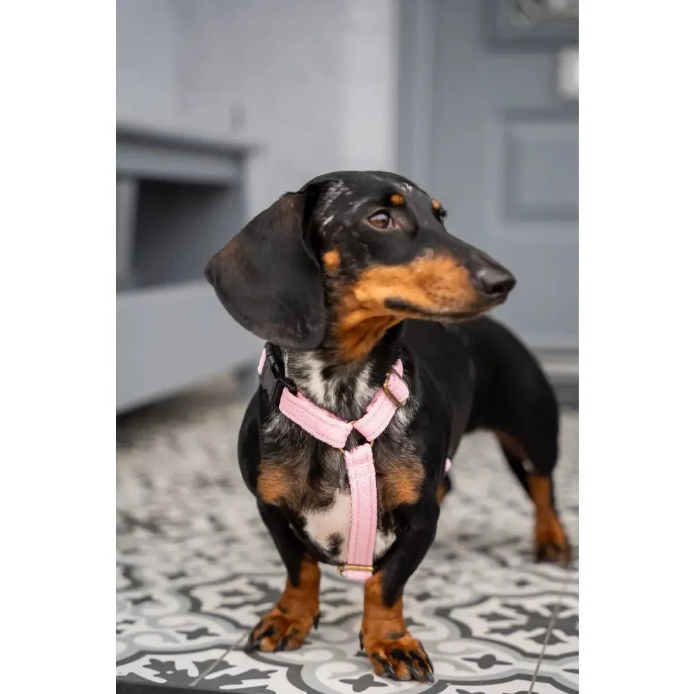 Padded Strap Waterproof Step-In Dog Harness