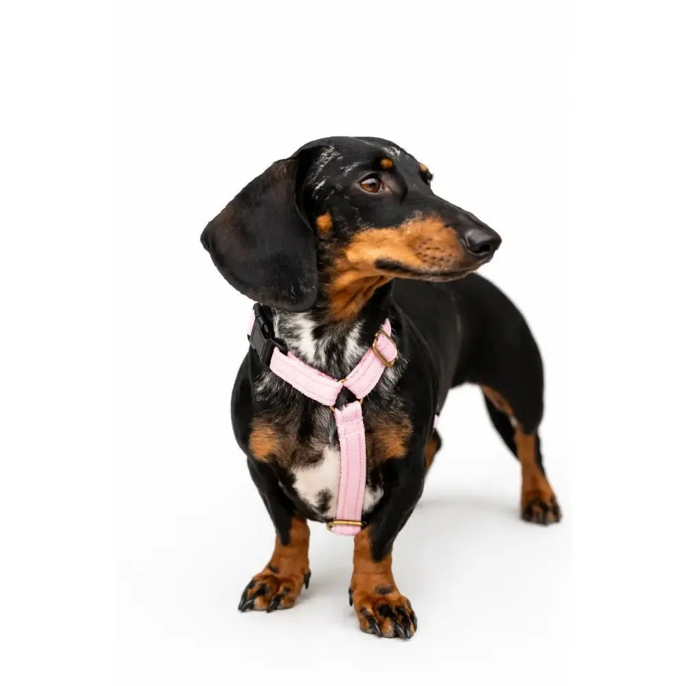 Padded Strap Waterproof Step-In Dog Harness