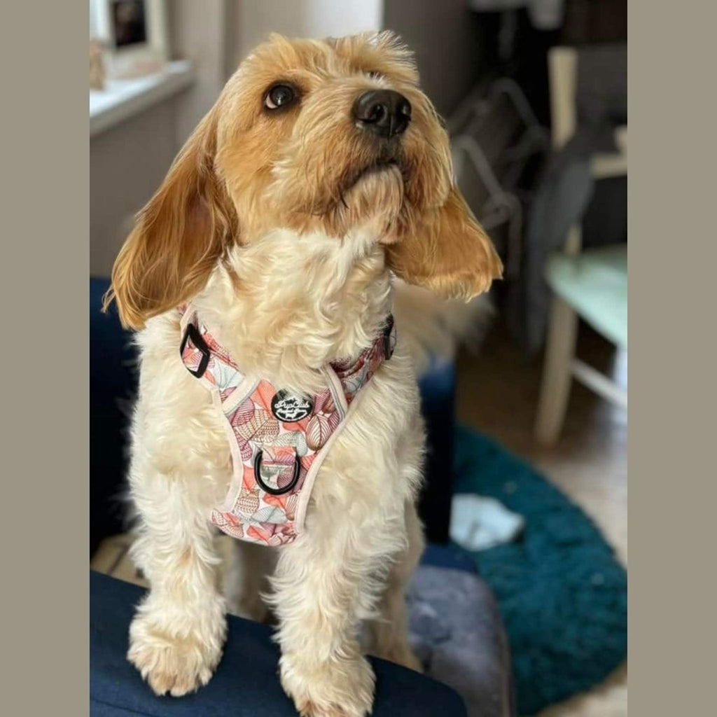 Autumn Breeze Rugged Rover™ Dog Harness – PupClub Couture