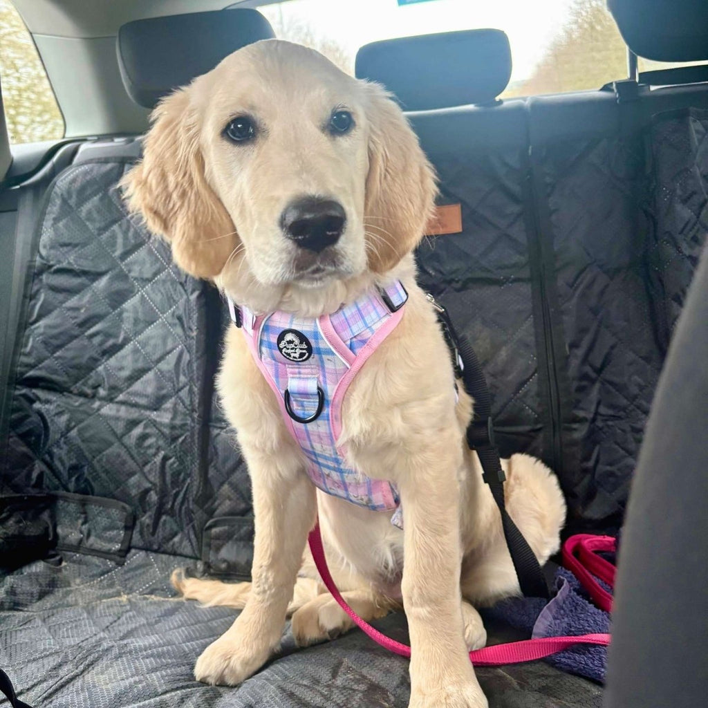 Rugged Rover™ Pink Tartan Dog Harness