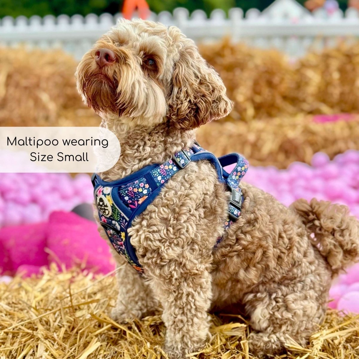 Rugged Rover™ Summer Meadow Dog Harness