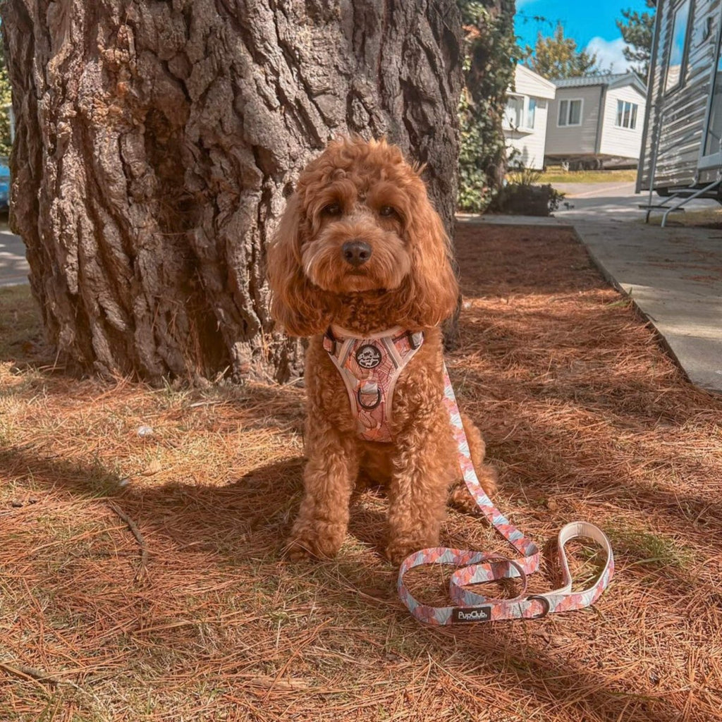 Autumn Breeze Rugged Rover™ Dog Harness – PupClub Couture