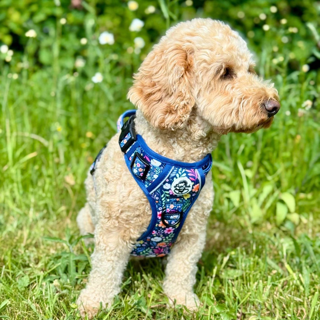 Rugged Rover™ Summer Meadow Dog Harness