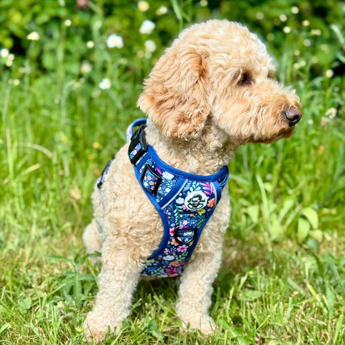 Rugged Rover™ Summer Meadow Dog Harness