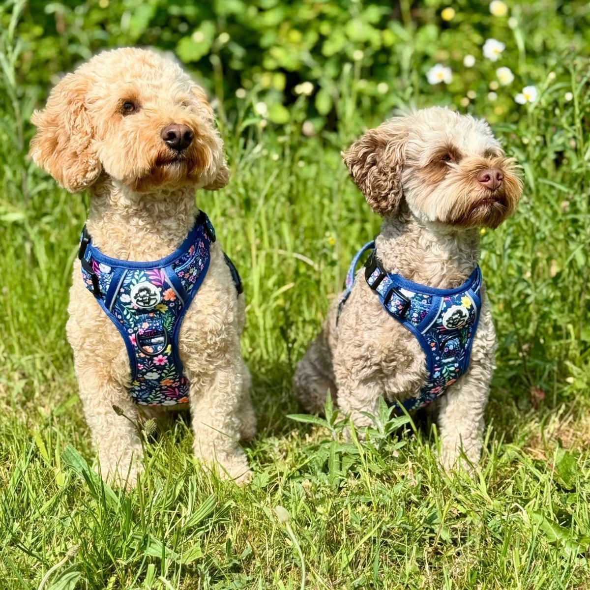 Rugged Rover™ Summer Meadow Dog Harness