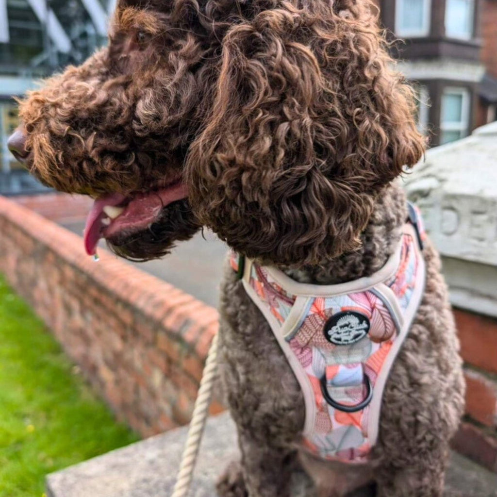 Autumn Breeze Rugged Rover™ Dog Harness – PupClub Couture
