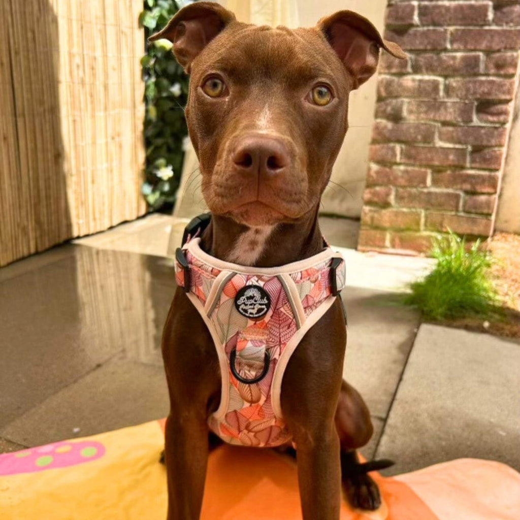 Autumn Breeze Rugged Rover™ Dog Harness – PupClub Couture