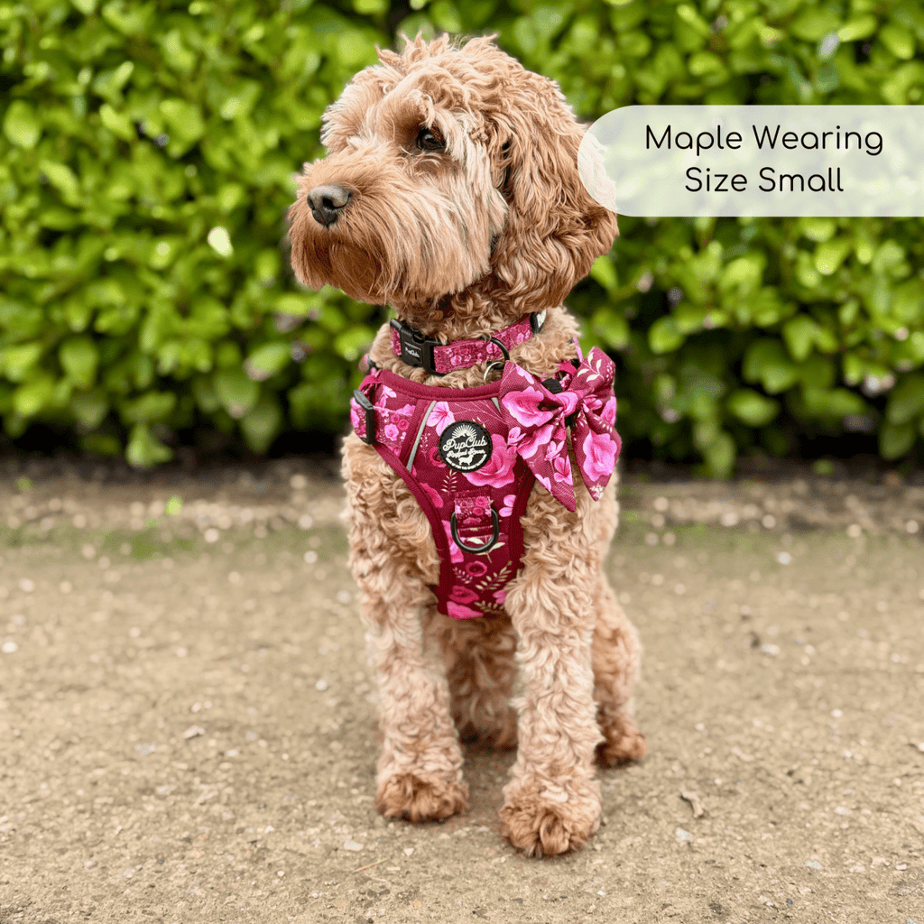 Rugged Rover™ Adjustable No-Pull Dog Harness – Burgundy Bloom