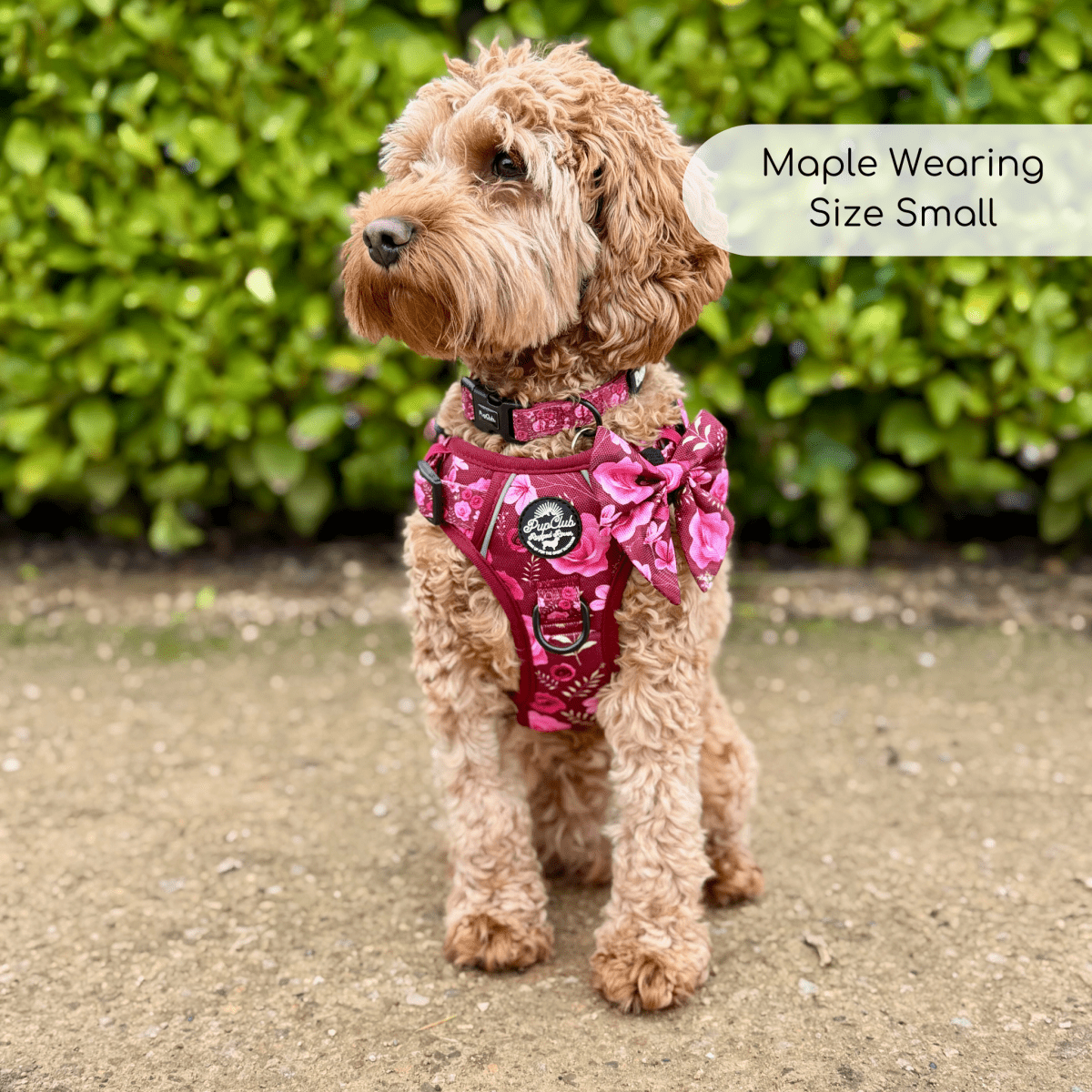 Rugged Rover™ Adjustable No-Pull Dog Harness – Burgundy Bloom