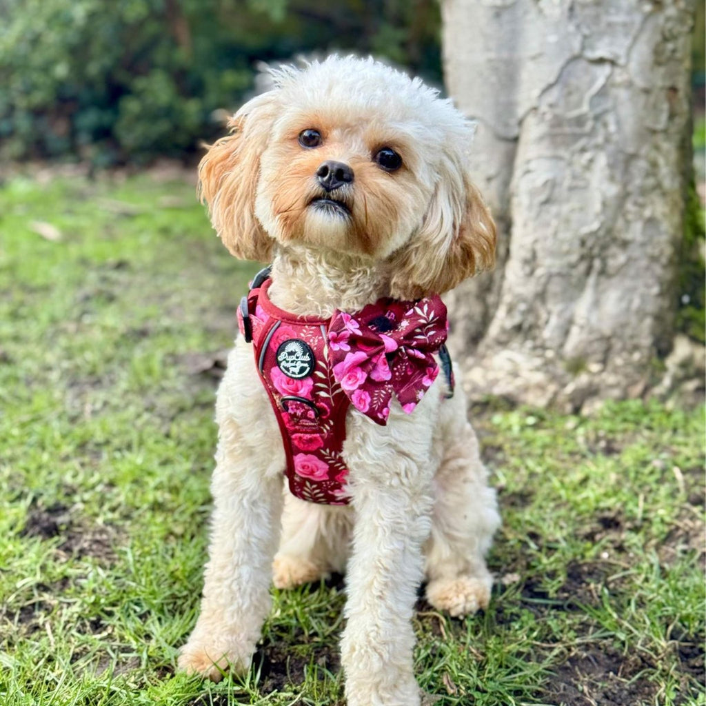Rugged Rover™ Adjustable No-Pull Dog Harness – Burgundy Bloom