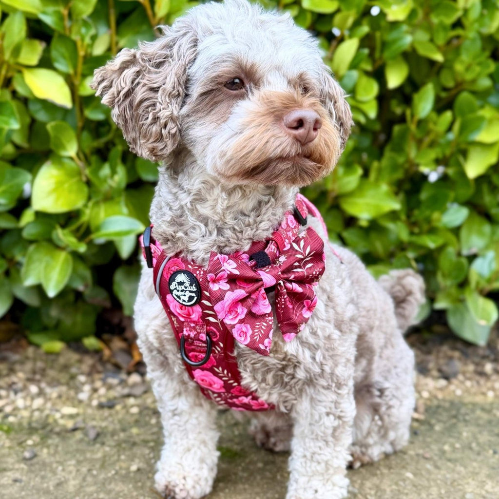 Rugged Rover™ Adjustable No-Pull Dog Harness – Burgundy Bloom