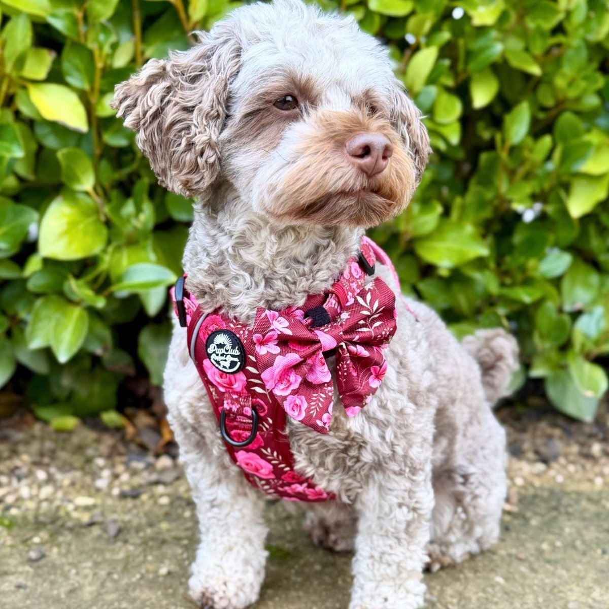 Rugged Rover™ Adjustable No-Pull Dog Harness – Burgundy Bloom