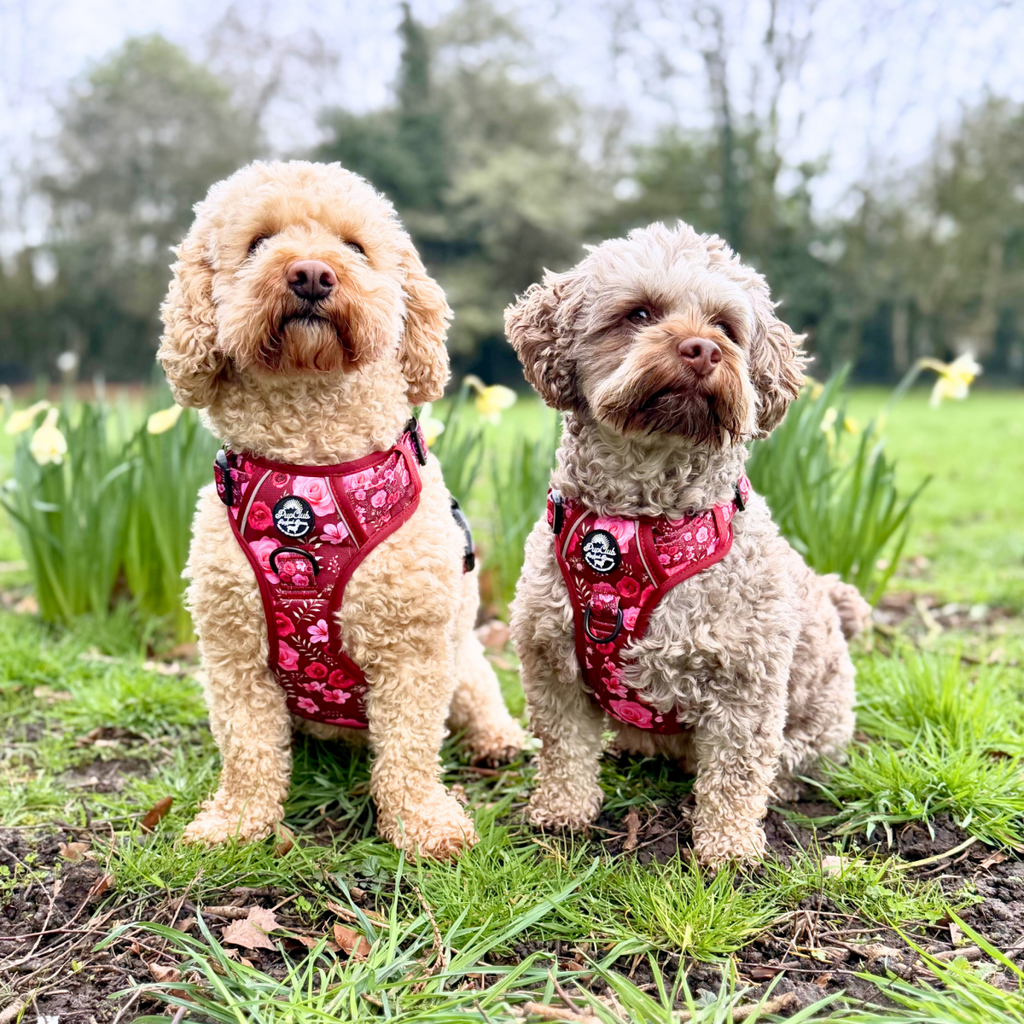 Rugged Rover™ Adjustable No-Pull Dog Harness – Burgundy Bloom