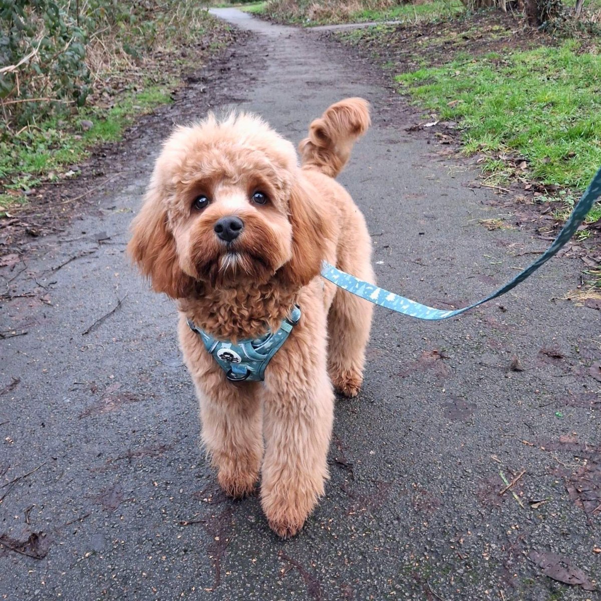 Evergreen Trails Dog Lead 🌲