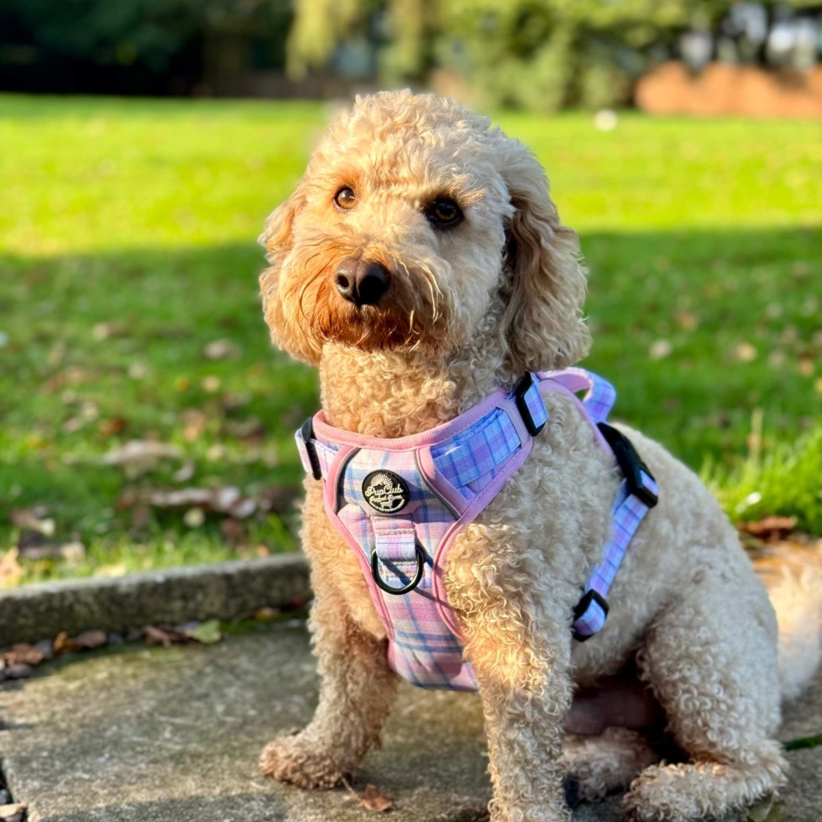 Rugged Rover™ Pink Tartan Dog Harness