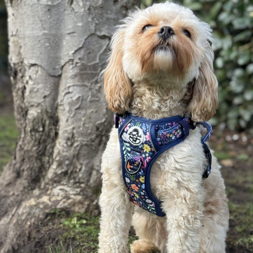 Rugged Rover™ Summer Meadow Dog Harness