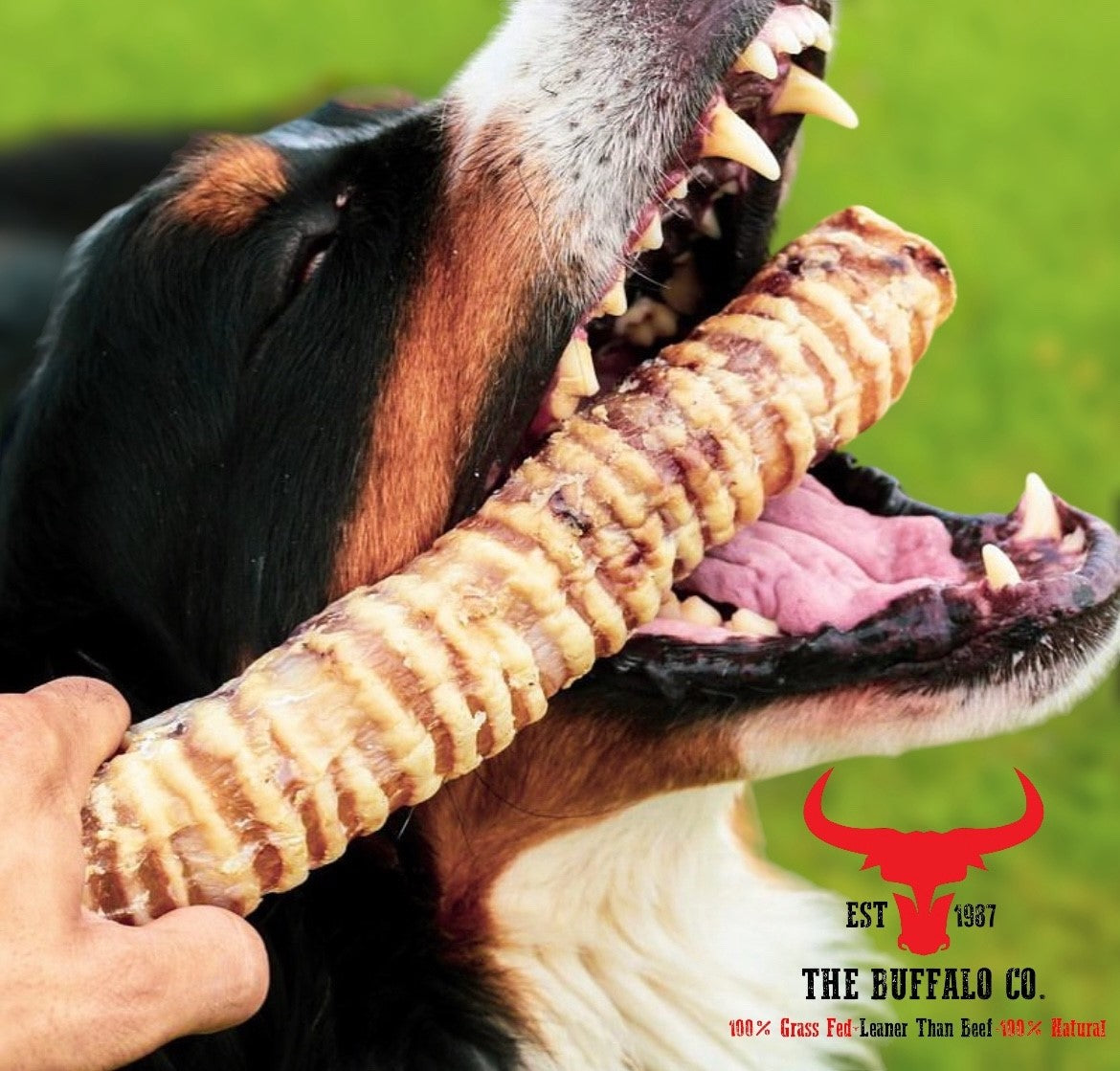 Buffalo Trachea Rounds Dog Treats – 1kg