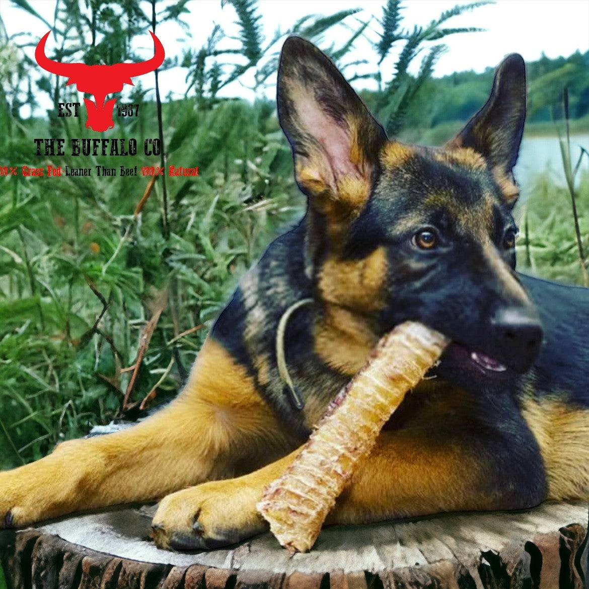 Buffalo Trachea Dog Treats