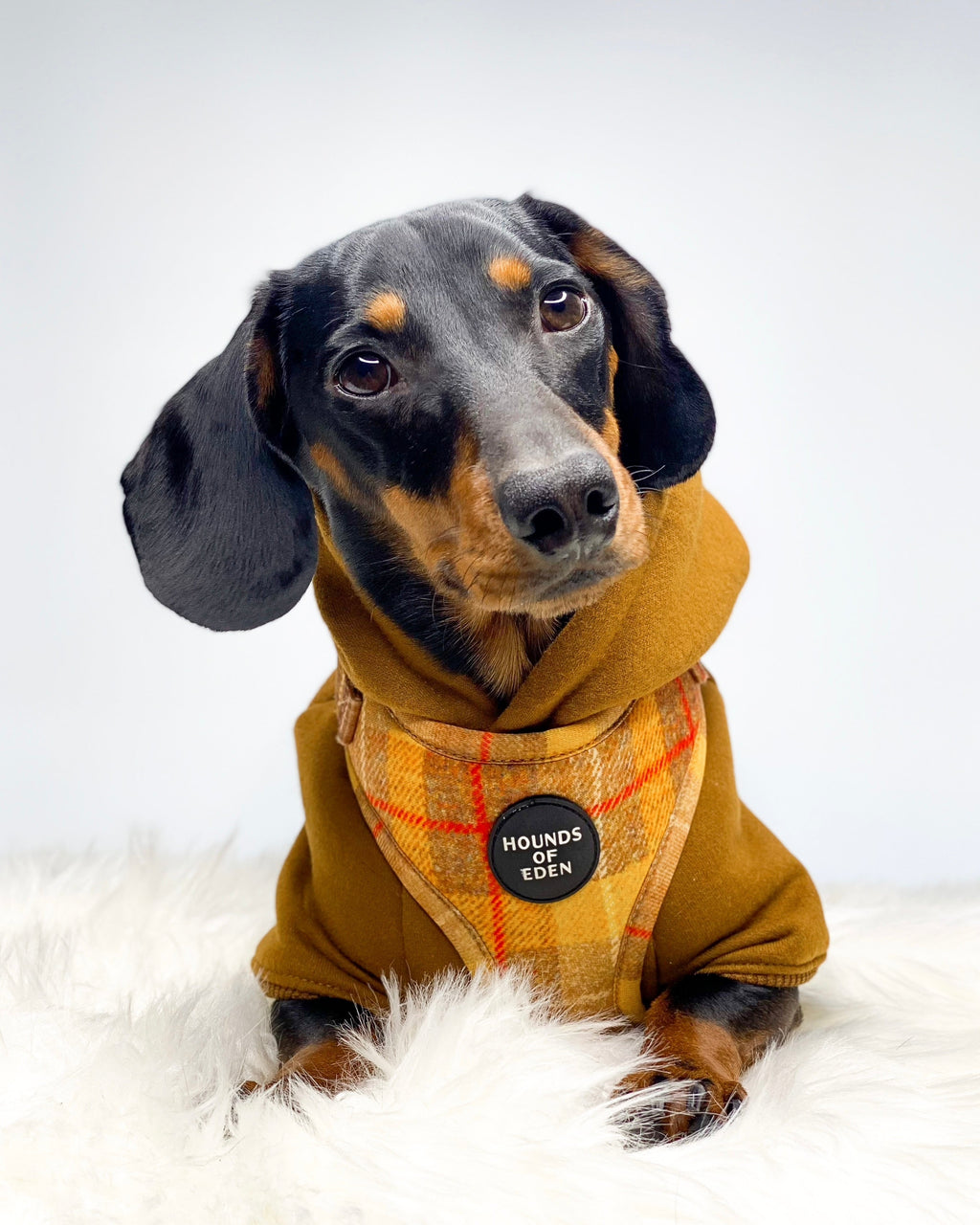 Lilac Dog Hoodie