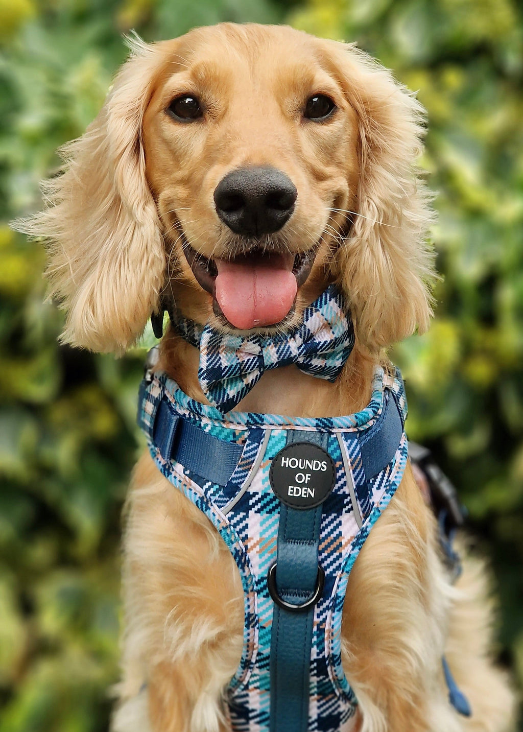 Tealing Smart Design Dog Bow Tie